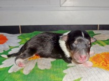 puppies