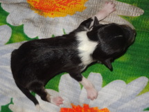 puppies