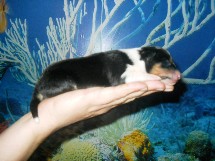 puppies