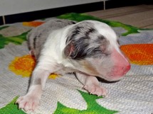 puppies