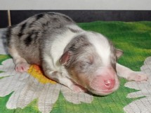 puppies