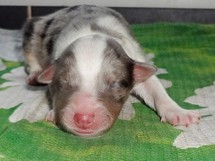 puppies