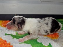 puppies