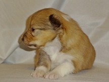 puppies