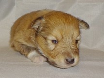 puppies