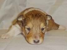 puppies
