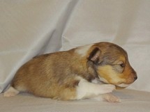 puppies