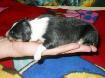 puppies