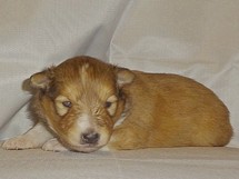 puppies
