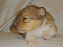 puppies