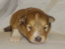 puppies