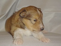 puppies