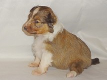 puppies