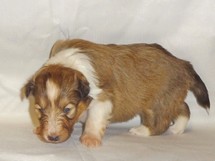 puppies