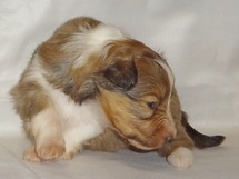 puppies