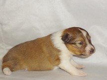 puppies
