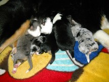 puppies