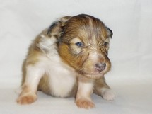 puppies