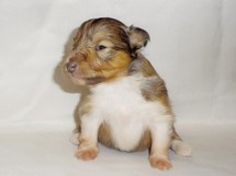 puppies