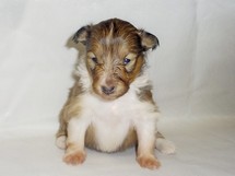 puppies
