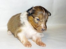 puppies