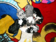 puppies