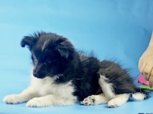 puppies