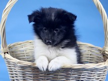 puppies