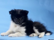 puppies