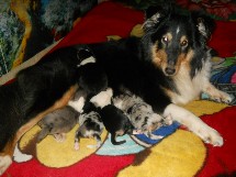 puppies