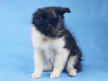 puppies