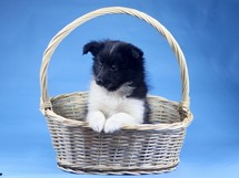 puppies