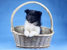 puppies