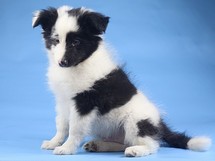 puppies