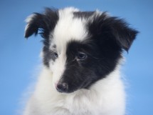 puppies