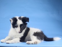 puppies