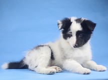 puppies