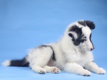 puppies
