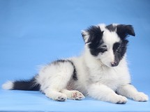 puppies