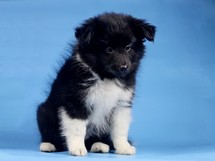 puppies