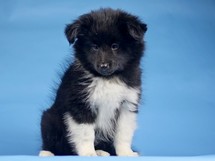 puppies