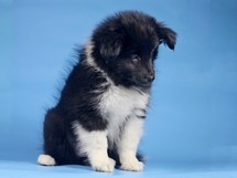 puppies