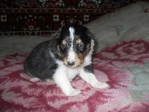 puppies