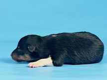 puppies