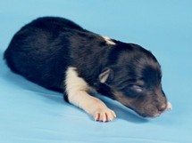 puppies