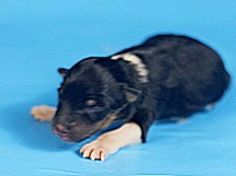 puppies