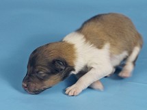 puppies