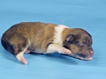 puppies