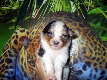 puppies
