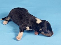 puppies